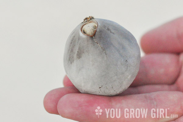 Barbados Sea Bean