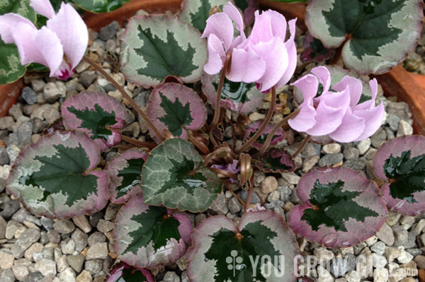 Pink Cyclamen