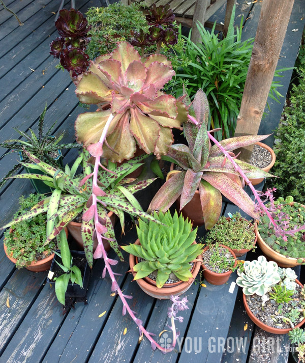Succulent Containers