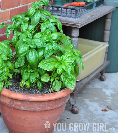 basil_pot