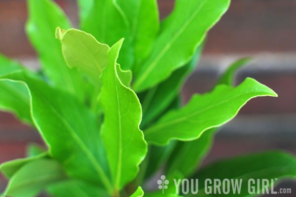 Bay Laurel Grown in a Container