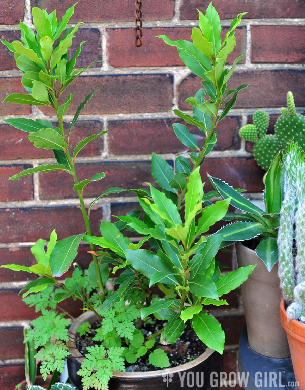 Bay Laurel Grown in a Container