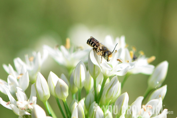 bee_allium_white