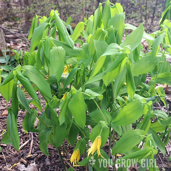 bellwort