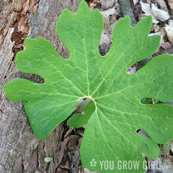 bloodroot