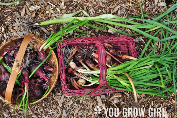 Shallots, onions, leeks, and other edible alliums