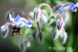 Borage and bumble bee