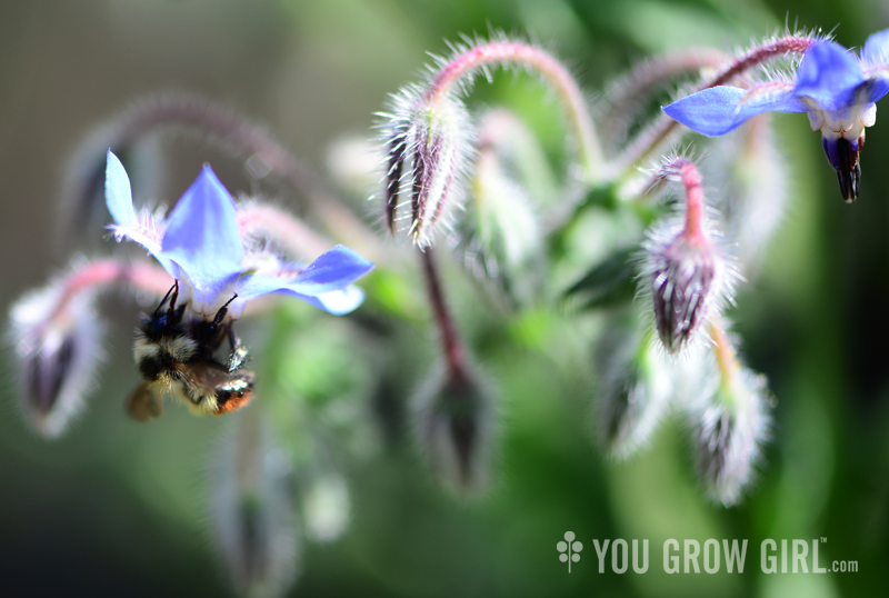 Borage and bumble bee