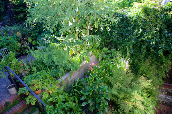 Brugmansia in Derek Powazek San Francisco Garden