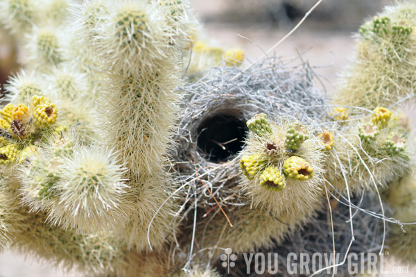 Cactus Wren Nest in a Cholla at Joshua Tree