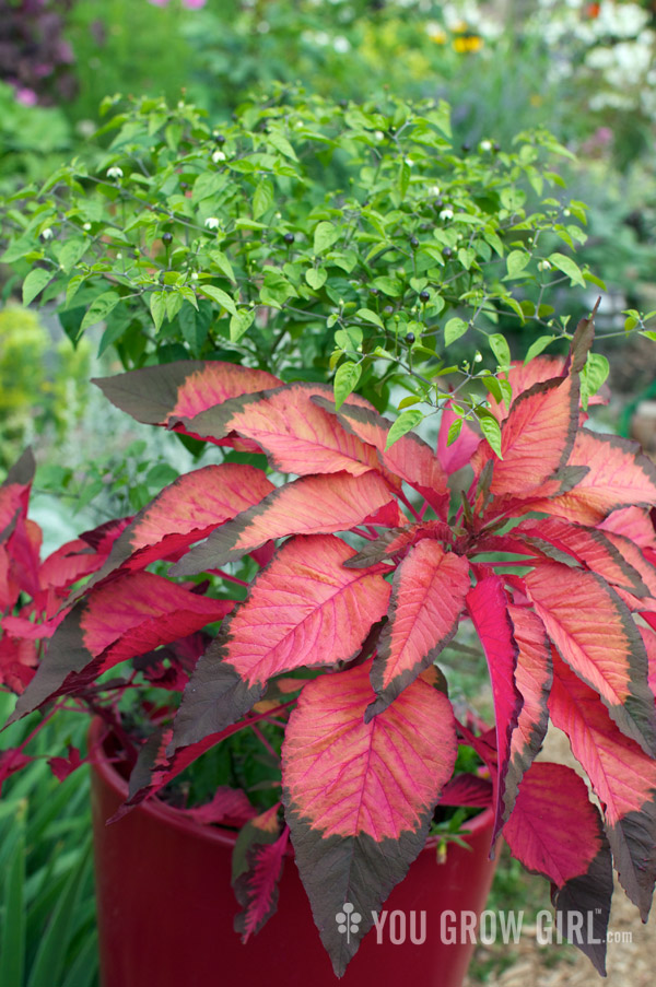 chiltepin and amaranth