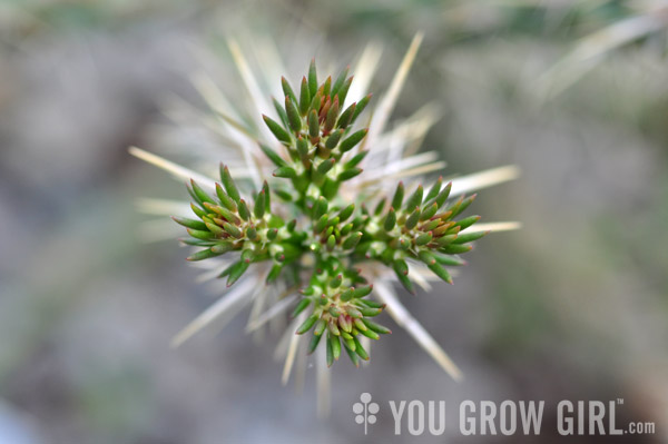 Santa Fe Cholla