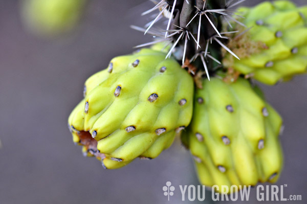 Cholla Fruit