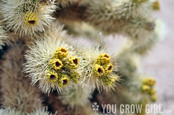 Cholla Cactus Fruit