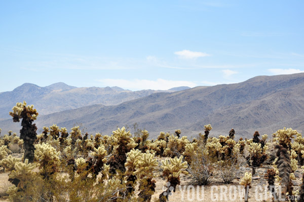 cholla garden Joshua Tree National Park