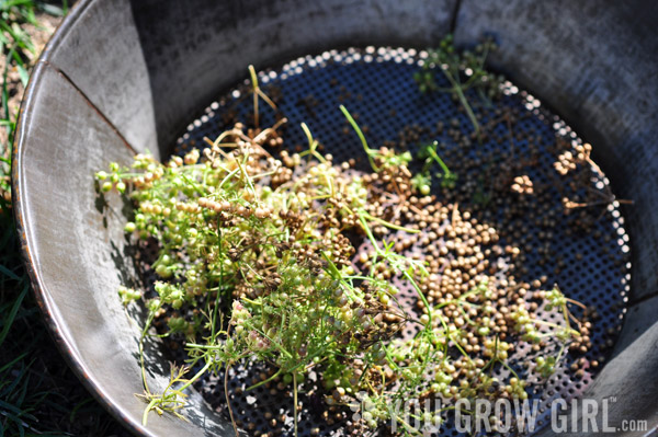 Saving Coriander Seed