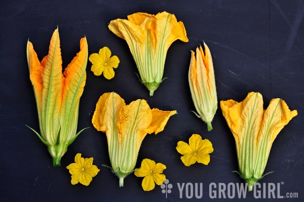 Squash and Cucumber Flowers