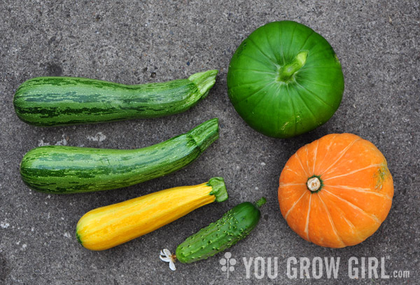 A range of open-pollinated garden squashes and zucchini