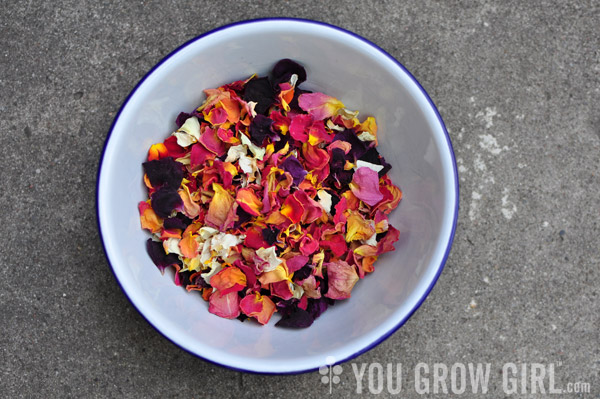 How to Harvest and Dry Rose Petals