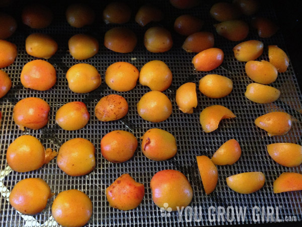 dehydrator_apricots