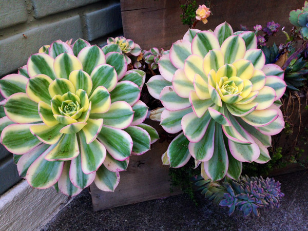 Derek Powazek favourite Aeonium