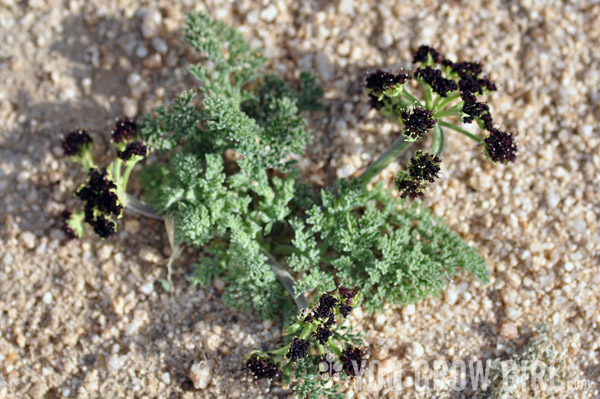 Desert Parsley Lomatium