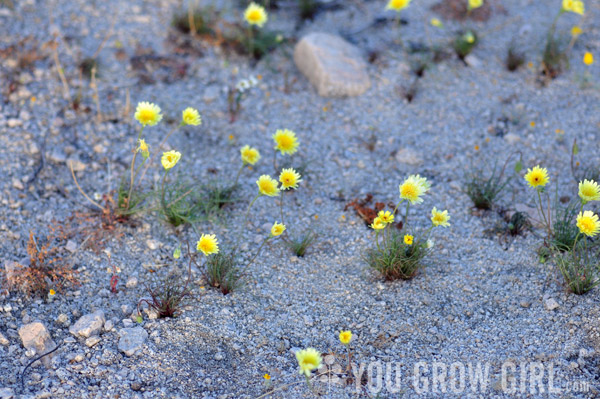 desert dandelions