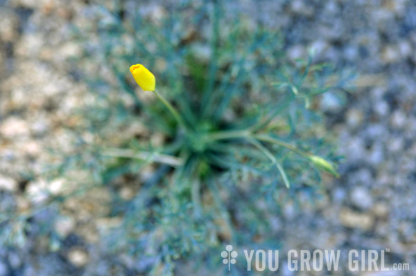 desert gold poppy