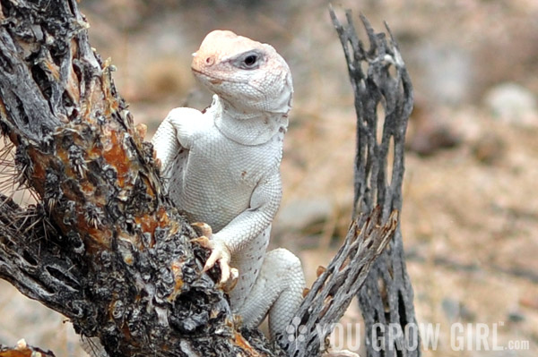 Desert Iguana Joshua Tree National Park