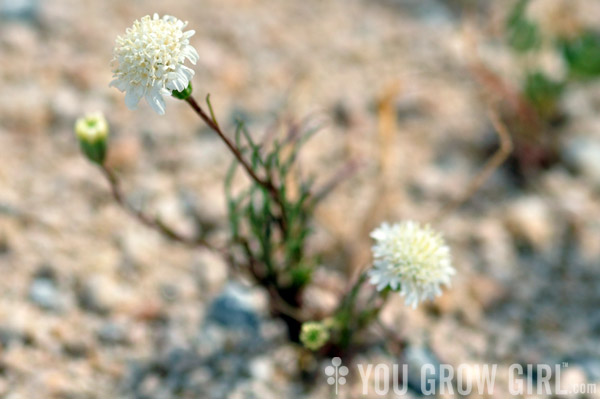 desert pincushion