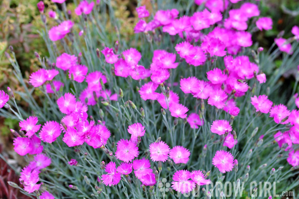 Dianthus plumarius