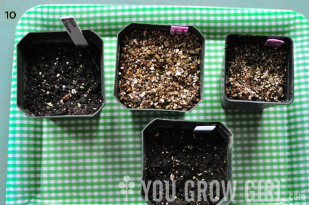 How to DIY a Seed Starting Setup — Heirloom Soul Florals