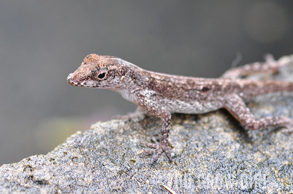 dominica9_lizard2