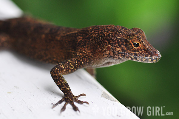 dominica9_lizard7