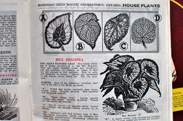 Dominion Seed Vintage Seed Catalogue
