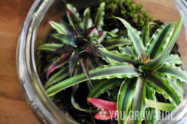 Earth Star Cryptanthus terrarium