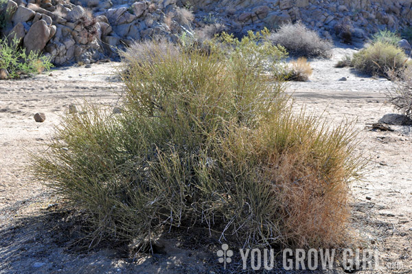 Ephedra aka Mormon Tea