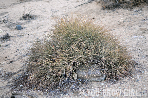 Ephedra aka Mormon Tea