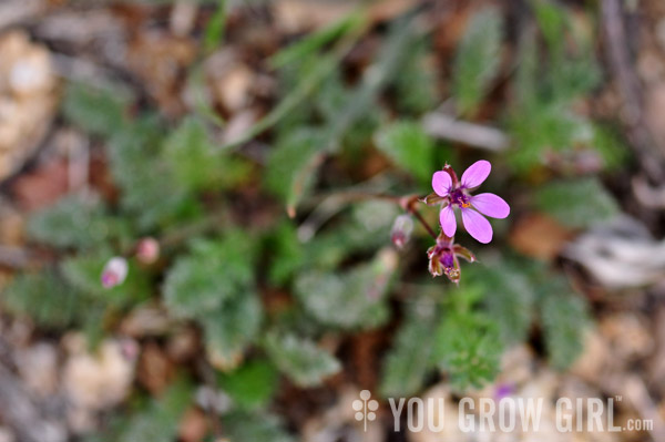 erodium cicutarium