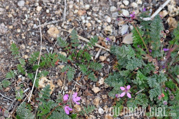 erodium cicutarium