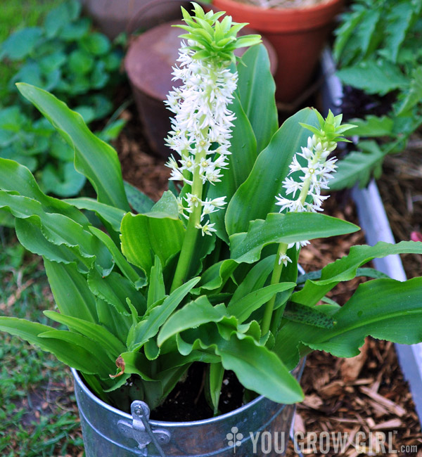 eucomis_pot