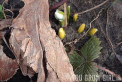 The First Flower of Spring