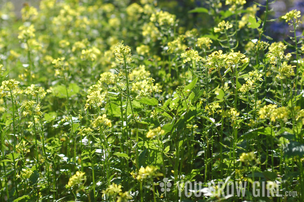 Flowering Mustard