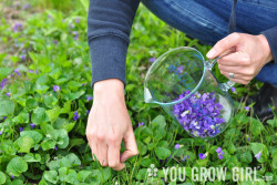 Gayla Foraging for Edible Violet Flowers