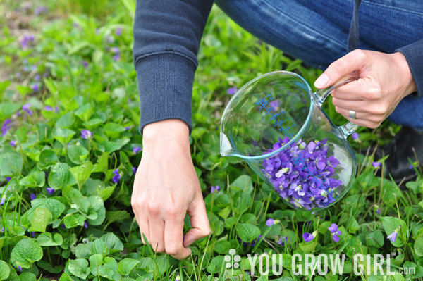 foraging_violets