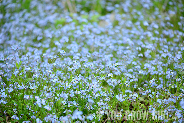 forgetmenot