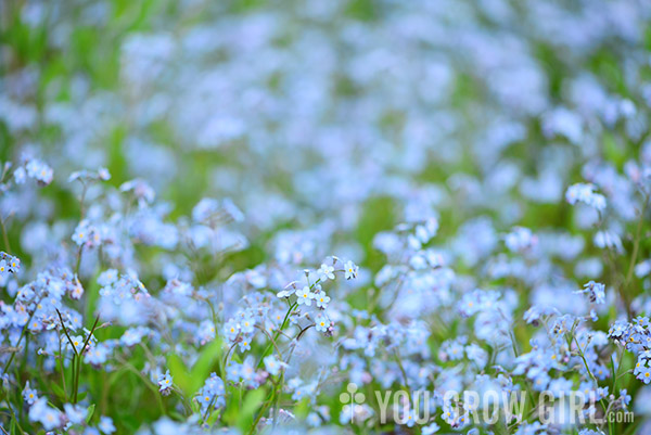 forgetmenot2