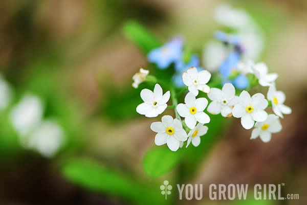 forgetmenot_white