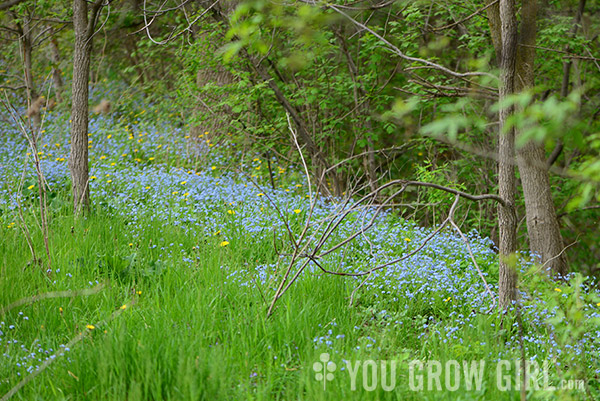 forgetmenots_water