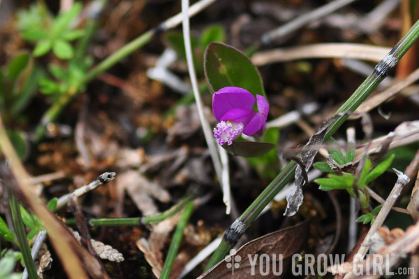 fringed polygala